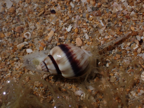 Nassarius coronatus observed 2026-08-11