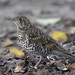 White's Thrush - Photo (c) 吳政翰, some rights reserved (CC BY-NC-ND), uploaded by 吳政翰