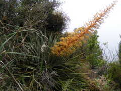 Aciphylla colensoi, photograph (c) Lorraine Cook, some rights reserved (CC BY)