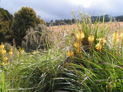 Bulbinella hookeri, photograph (c) Lorraine Cook, some rights reserved (CC BY)
