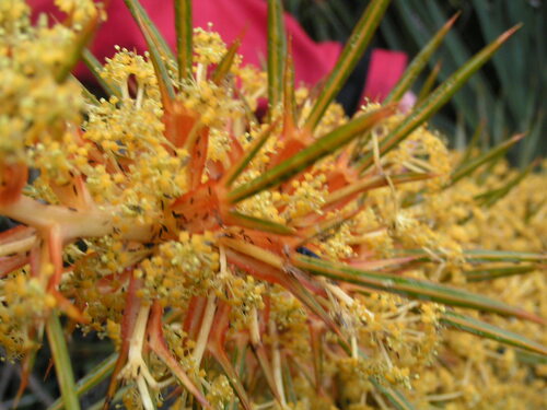 Aciphylla colensoi, photograph 4