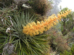 Aciphylla colensoi, photograph (c) Lorraine Cook, some rights reserved (CC BY)