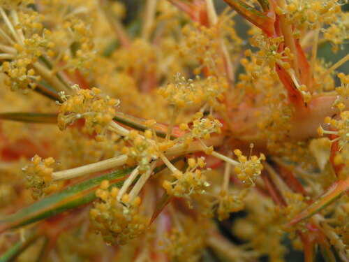 Aciphylla colensoi, photograph 5