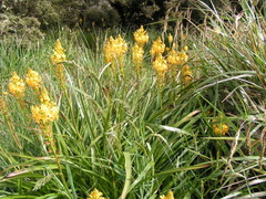Bulbinella hookeri, photograph (c) Lorraine Cook, some rights reserved (CC BY)