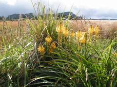 Bulbinella hookeri, photograph (c) Lorraine Cook, some rights reserved (CC BY)