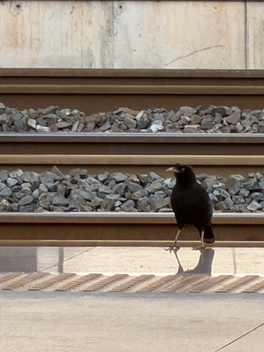 Crested Myna