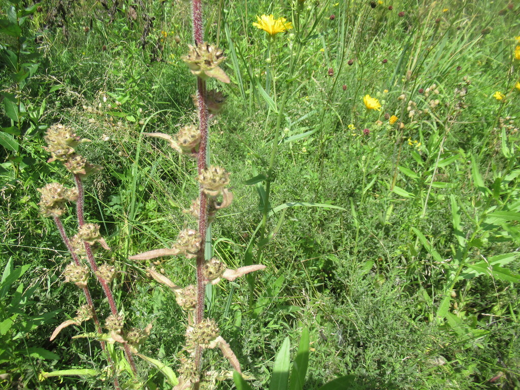 Campanula cervicaria; photograph author not stated, no rights reserved