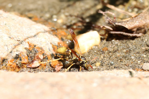 iNaturalist observation photo of Western Paper Wasp