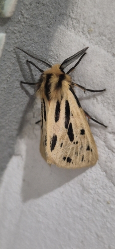Crimson Tiger Moth