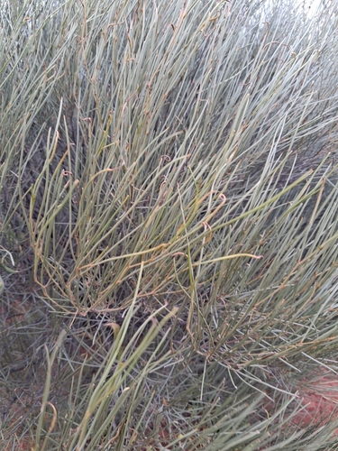 Acacia ramulosa observed 2026-08-17