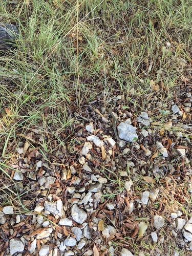 Long-nosed Viper