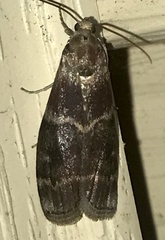 Euzophera ostricolorella