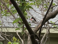 Pheucticus ludovicianus