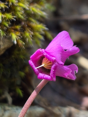 European Cyclamen