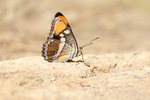 iNaturalist observation photo of California Sister