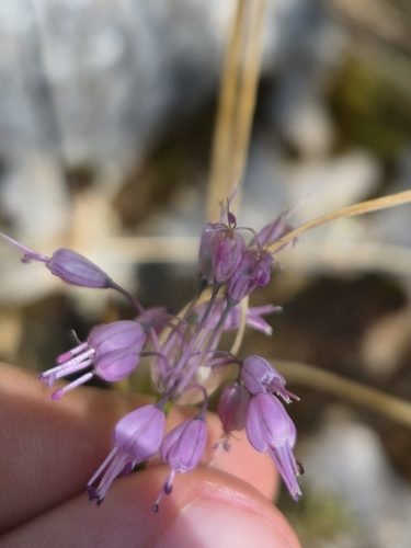 Allium cirrhosum