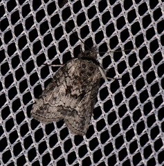 Nycteola polycyma