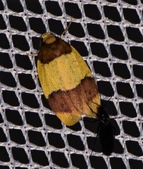 Heterallactis euchrysa