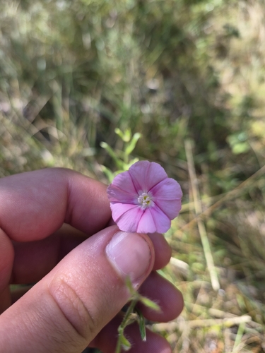 Cantabrican morning glory