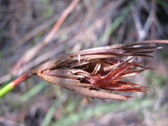 Patersonia occidentalis occidentalis