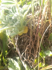 Lupinus densiflorus densiflorus