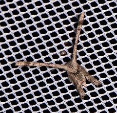 Phazaca interrupta