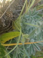 Lupinus densiflorus densiflorus