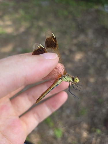 Banded Darter