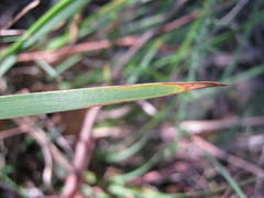 Patersonia occidentalis occidentalis