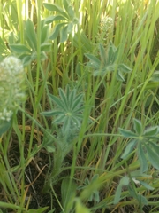 Lupinus densiflorus densiflorus