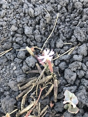 Saponaria sicula