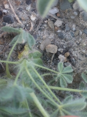 Lupinus densiflorus densiflorus