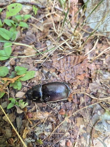 European Stag Beetle