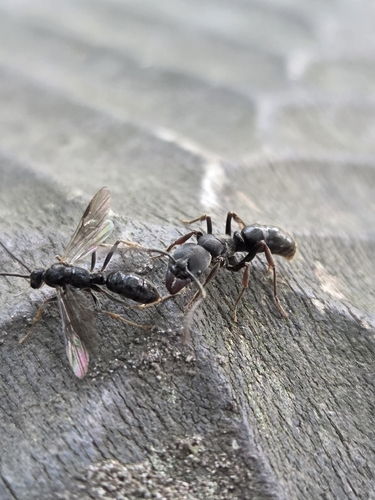 Ectomomyrmex javanus