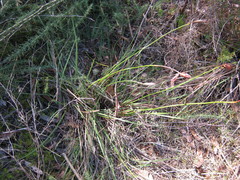 Patersonia occidentalis occidentalis