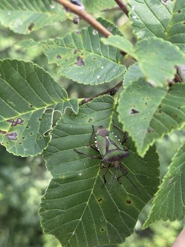 Pentatoma metallifera
