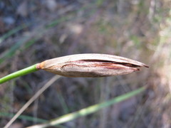 Patersonia occidentalis occidentalis