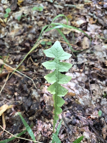 stinking aposeris