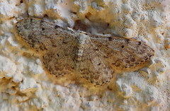 Idaea camparia