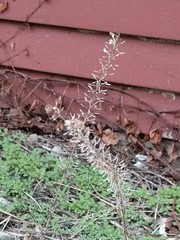 Lepidium