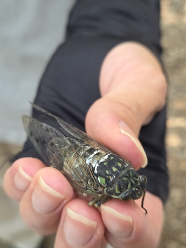 Robust Cicada