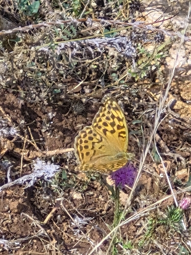 Silver-washed Fritillary