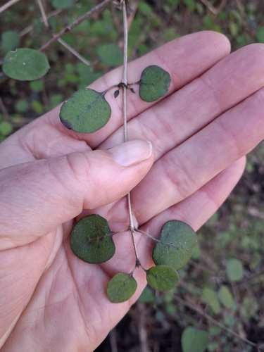 Coprosma rotundifolia, photograph 3