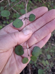 (c) Mel Whiting, some rights reserved (CC BY) Coprosma rotundifolia, photograph (c) Mel Whiting, some rights reserved (CC BY)