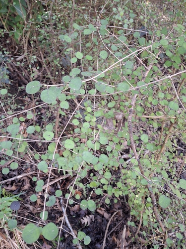 Coprosma rotundifolia, photograph 4