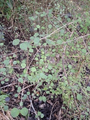 (c) Mel Whiting, some rights reserved (CC BY) Coprosma rotundifolia, photograph (c) Mel Whiting, some rights reserved (CC BY)