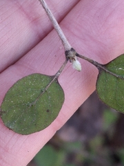 (c) Mel Whiting, some rights reserved (CC BY) Coprosma rotundifolia, photograph (c) Mel Whiting, some rights reserved (CC BY)