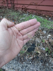 Lepidium