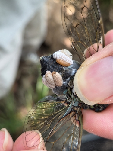 Epipomponia nawai