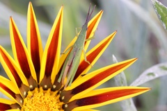 Atractomorpha similis